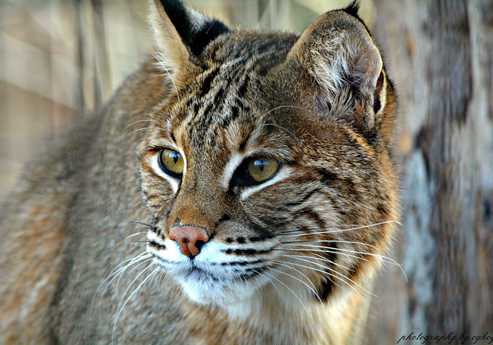 Bobcat