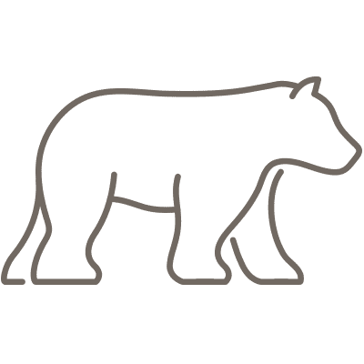 Icon Bear