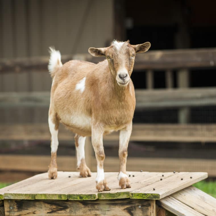 Goats  Maymont Foundation