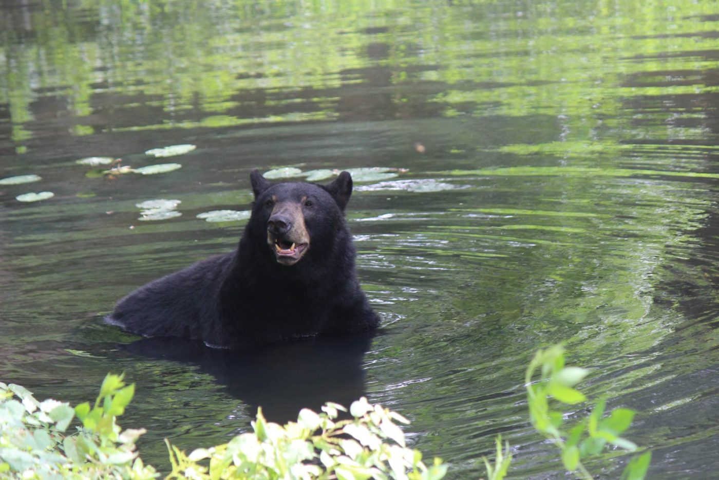 American Black Bears Maymont Foundation