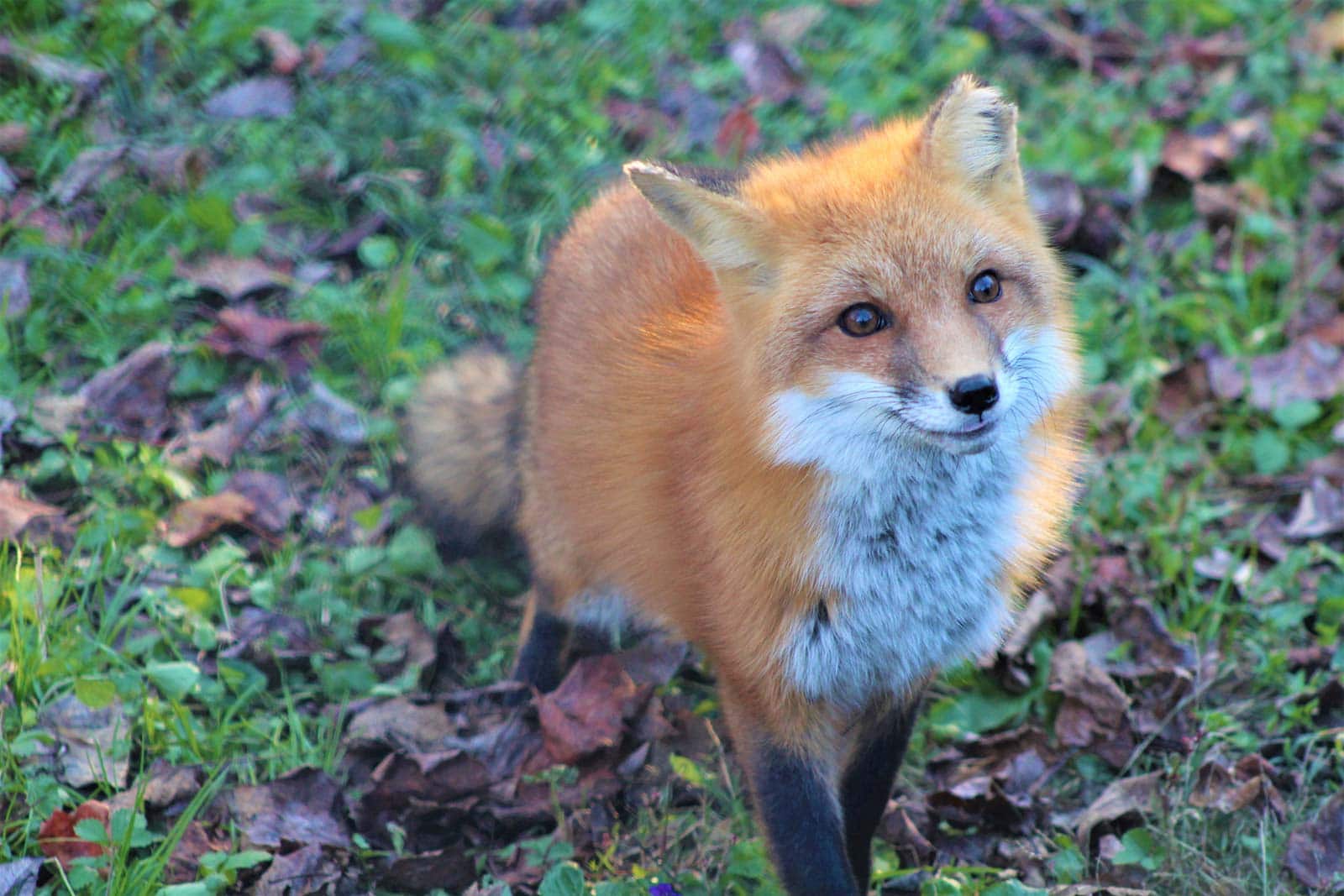 Fun fox facts, Wildlife in the News