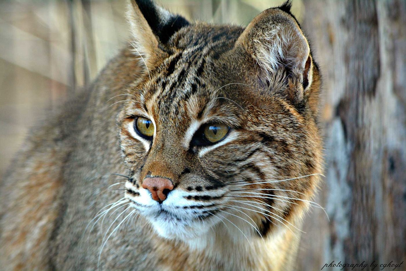 Bobcat released into the wild after spending winter recovering at Virginia  wildlife center