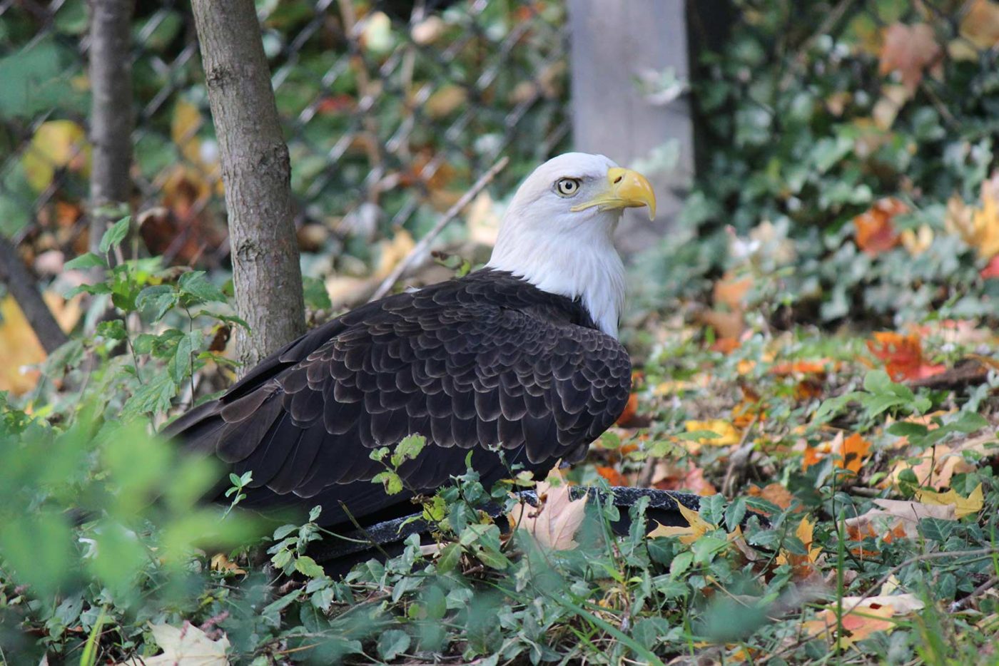 Bald Eagles | Maymont Foundation