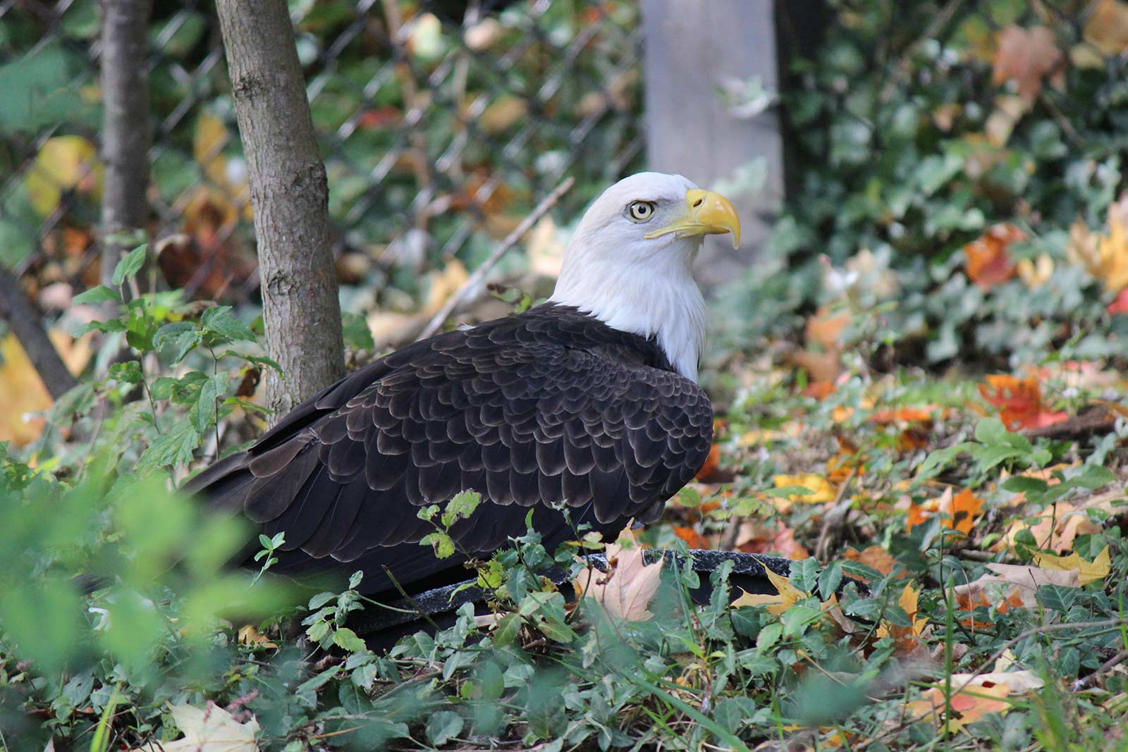 Bald Eagles  Maymont Foundation