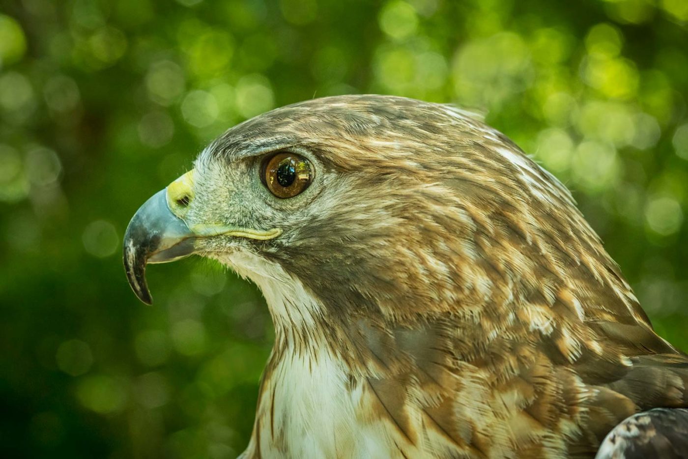 broad winged hawk diet