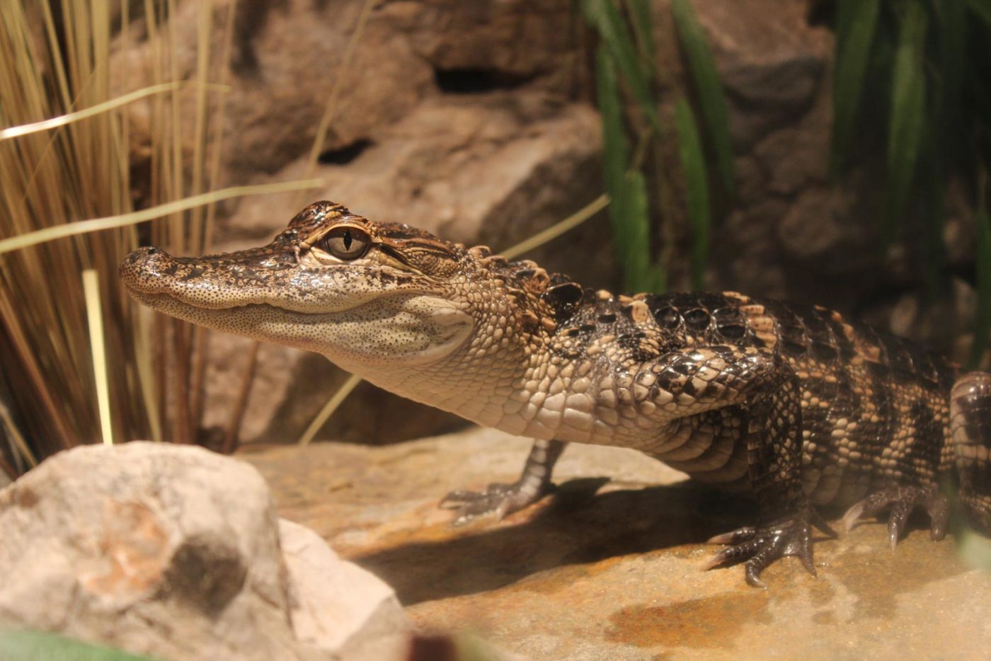 Alligators | Maymont Foundation