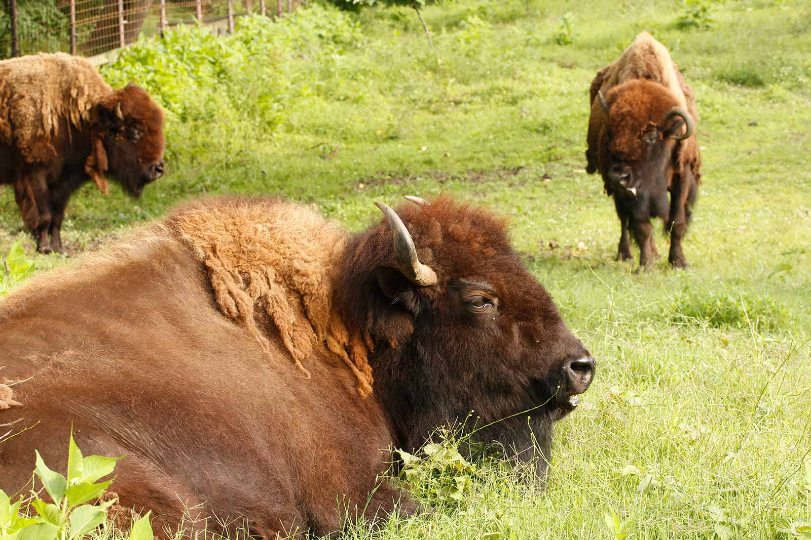 American Bison | Maymont Foundation