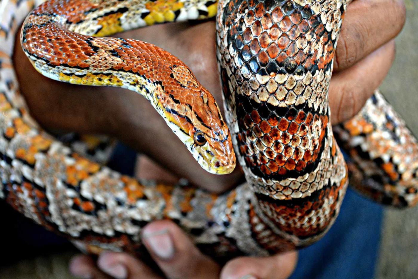 corn snake teeth size