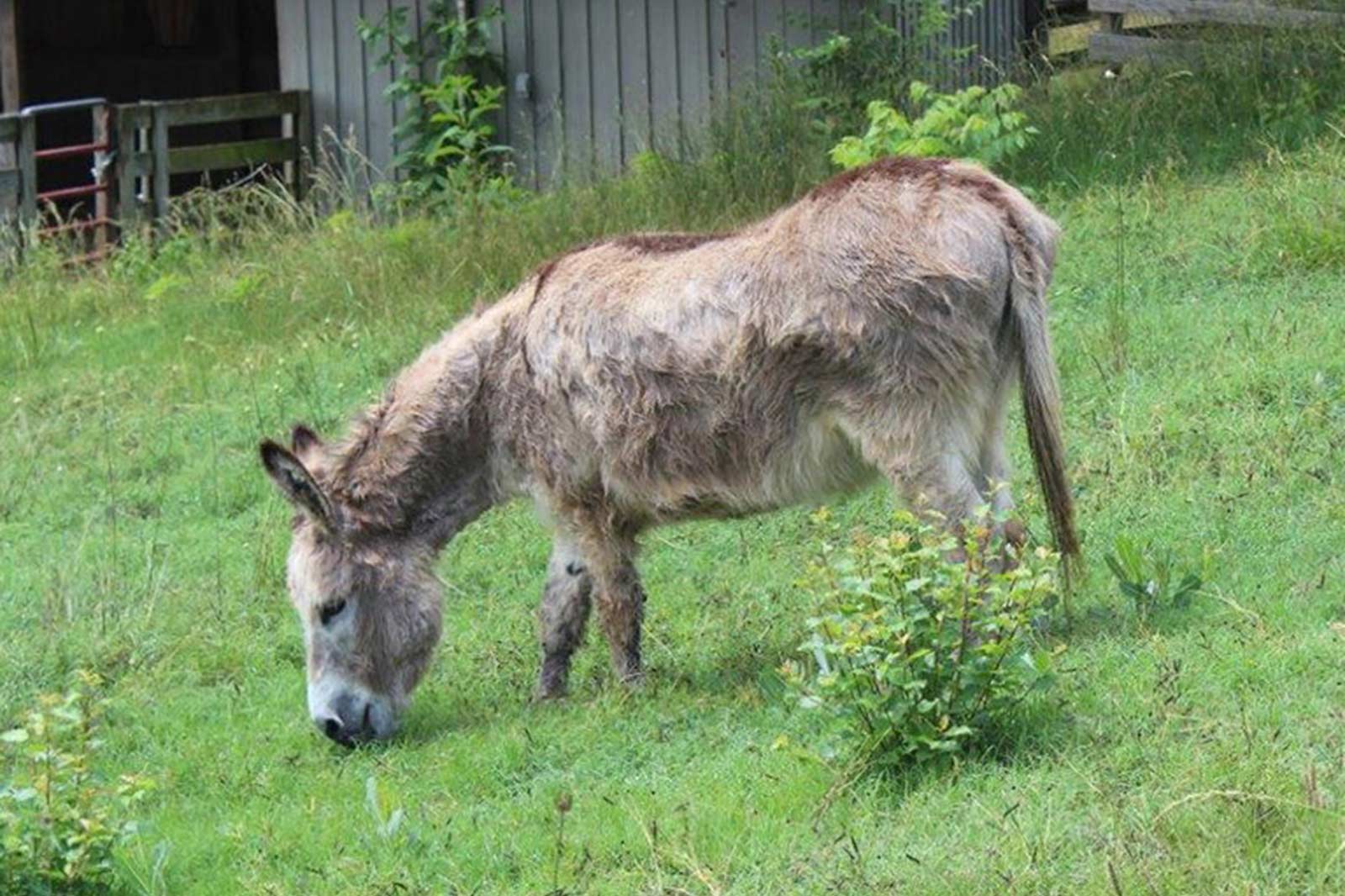 Donkey  Maymont Foundation