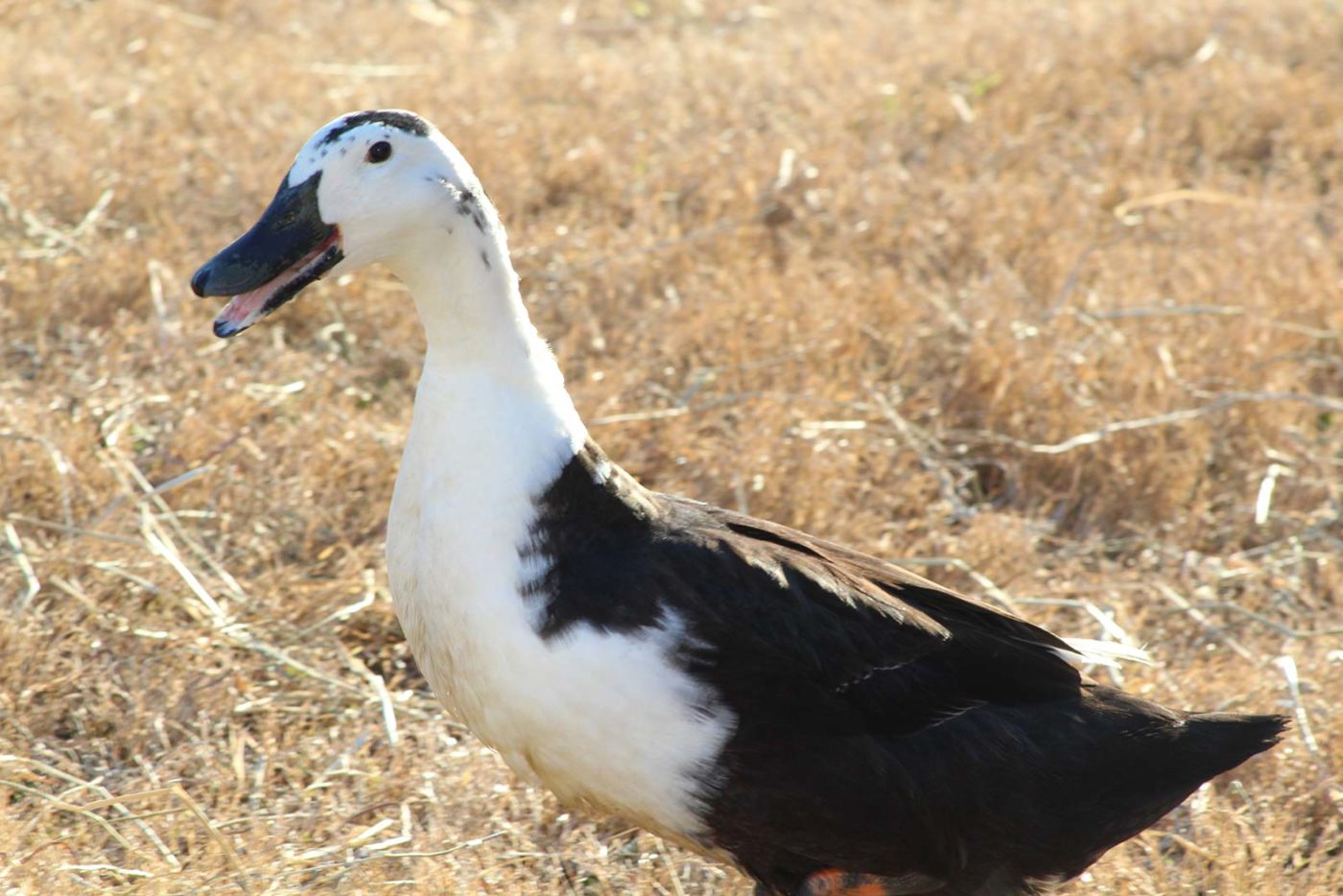 crested blue swedish duck