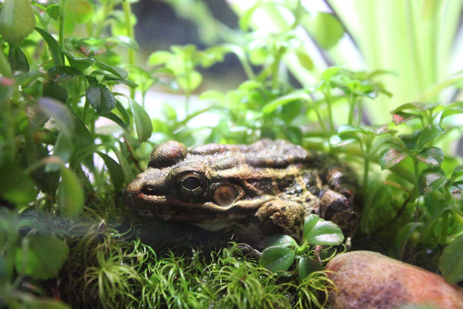 Green Tree Frog (Frog/Toad Species of the Hampton Roads Area