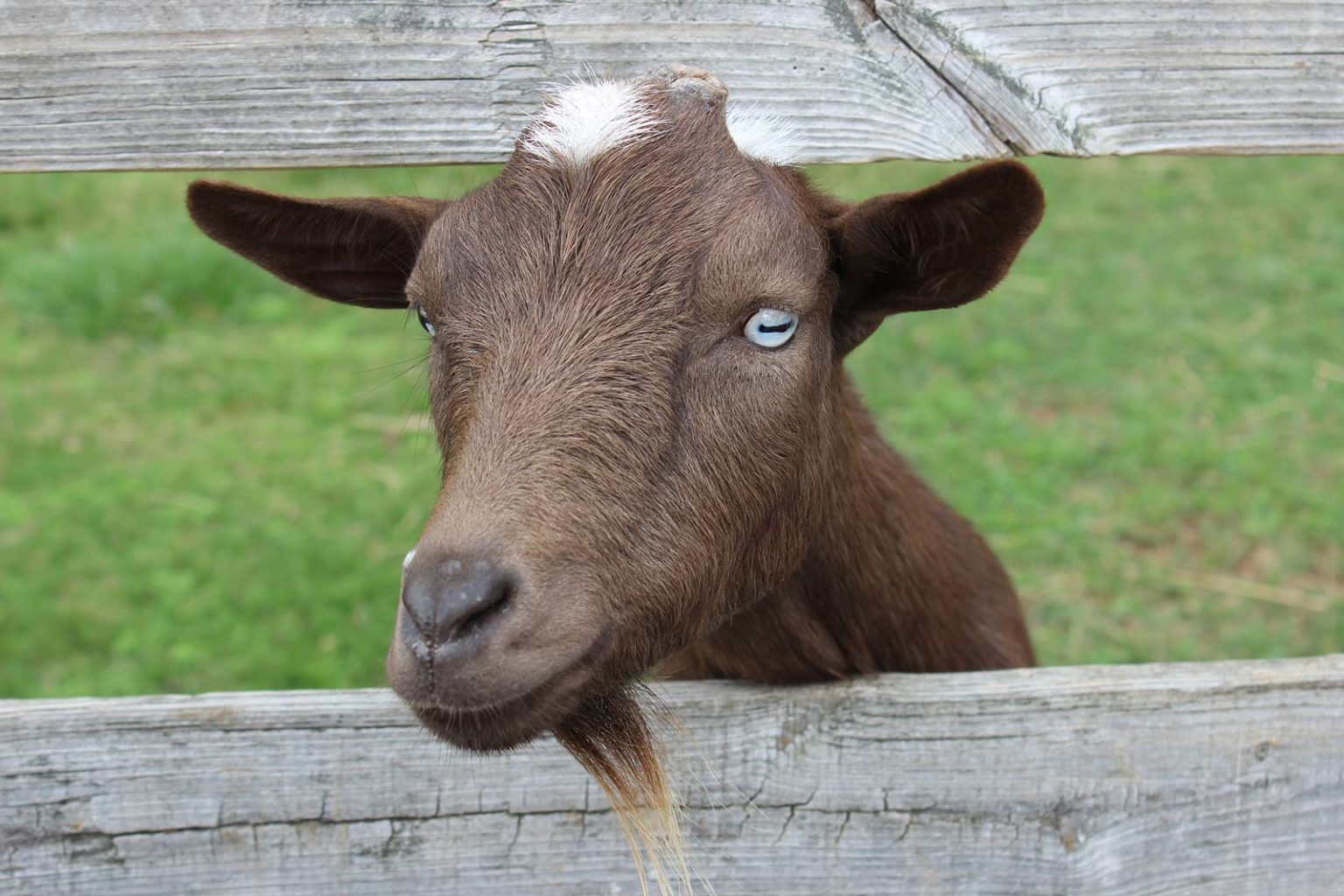 Goats | Maymont Foundation