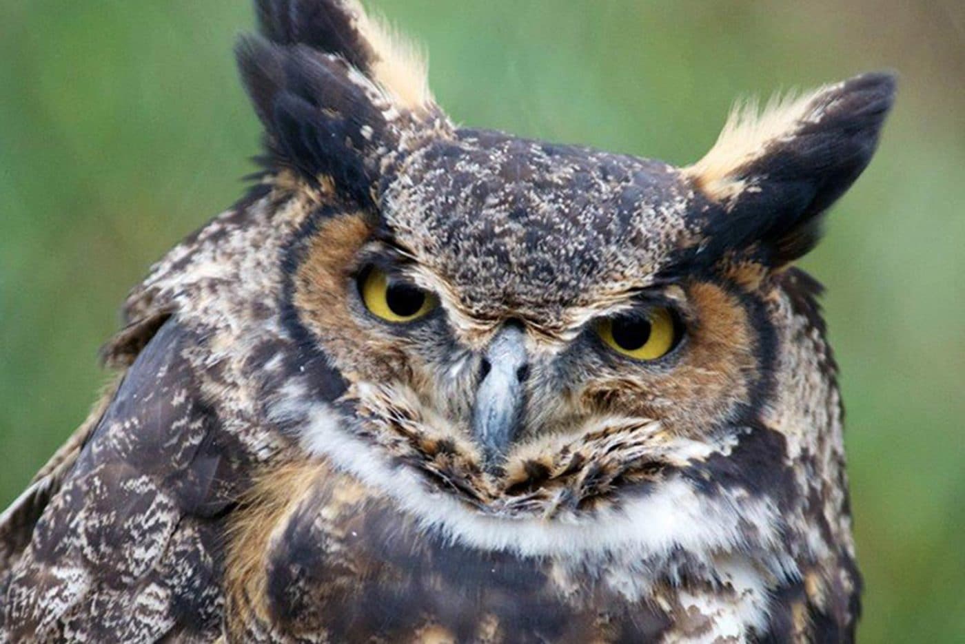 barred owl wingspan