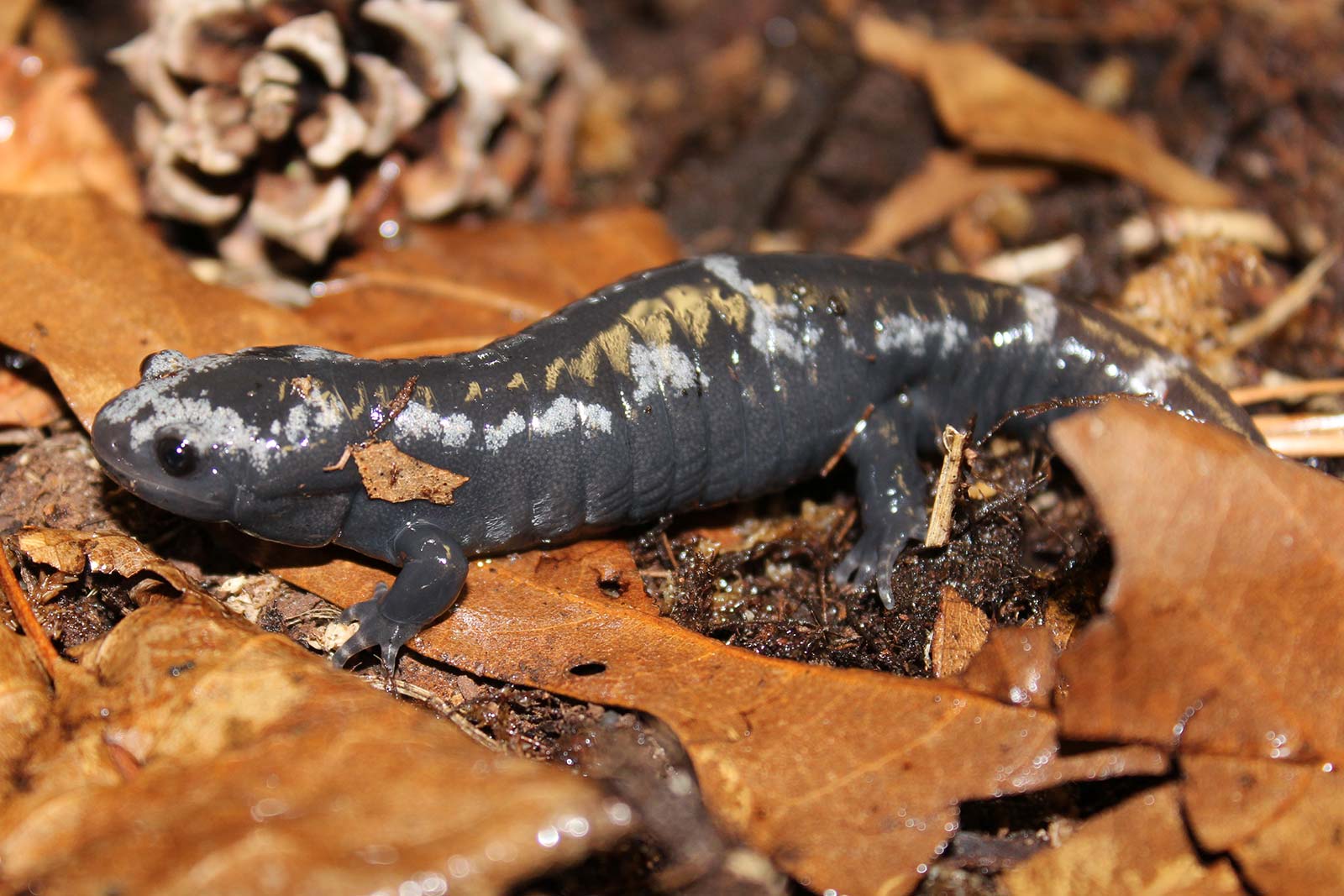 Salamanders at Maymont