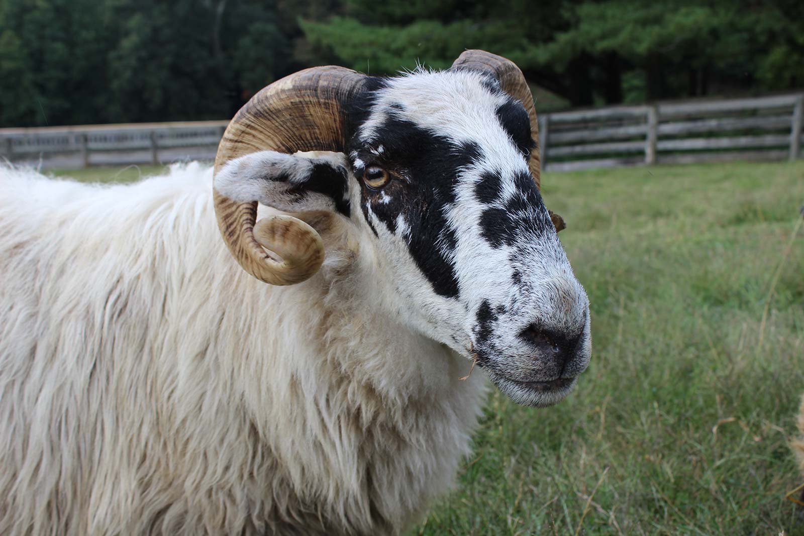 https://maymont.org/wp-content/uploads/2020/07/banner-sheep.jpg