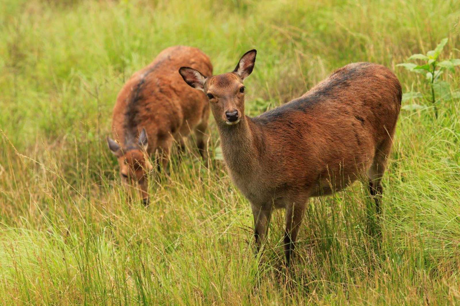 Sika Deer Maymont Foundation