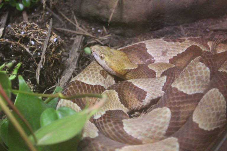 Venomous Snakes | Maymont Foundation