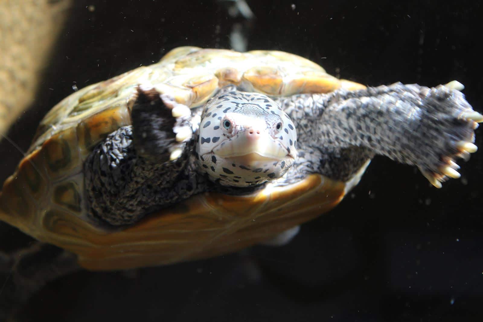 Painted Turtles  The Wildlife Center of Virginia