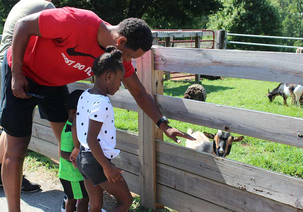 Goats  Maymont Foundation