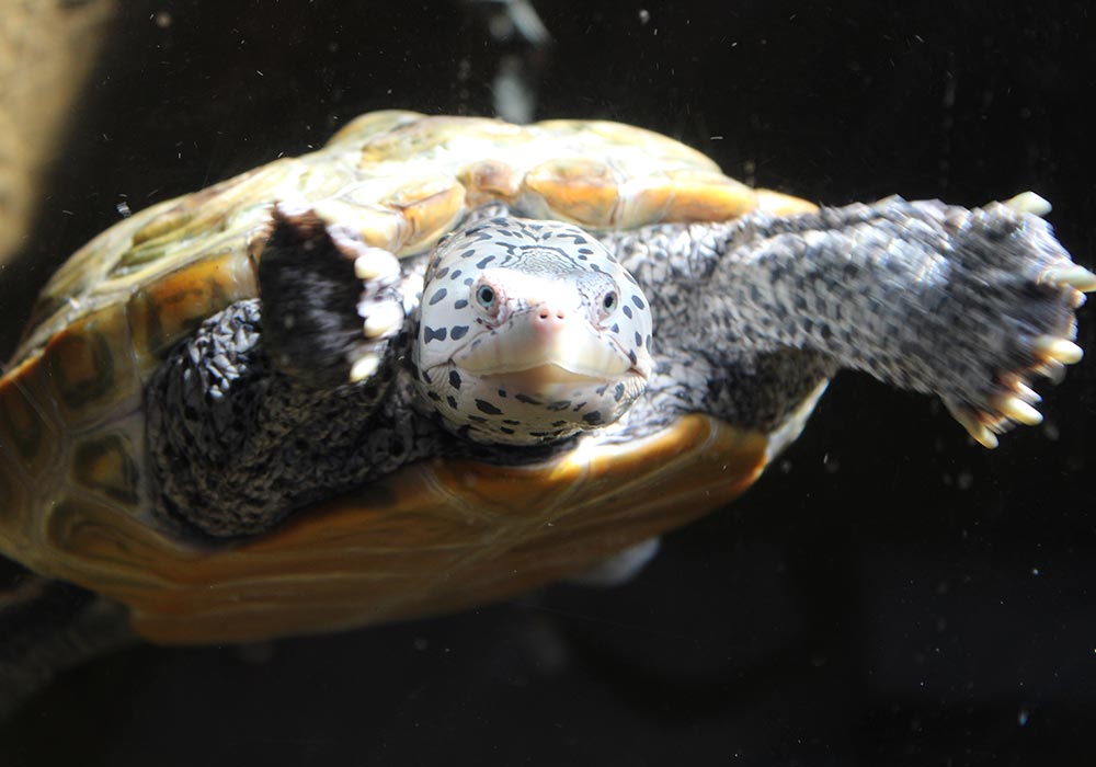 The Robins Nature Center | Maymont Foundation