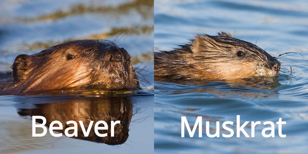 Muskrat will be swimming