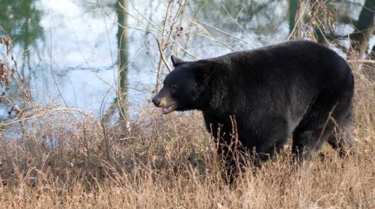 Black Bear