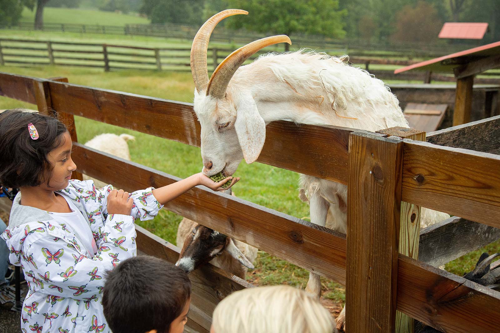 Banner Girl Goat Farm