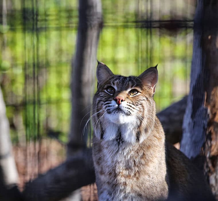 Button Bobcat Looking Up