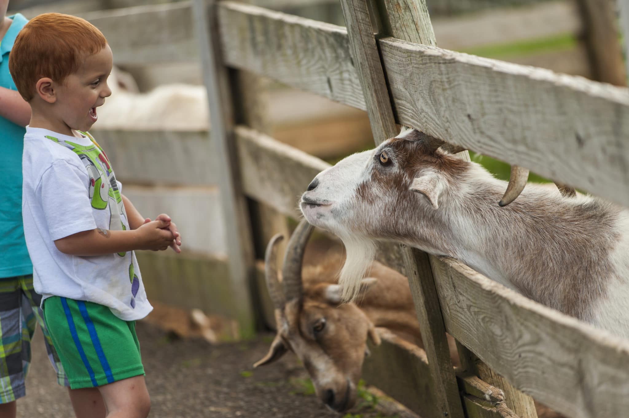 Goats  Maymont Foundation