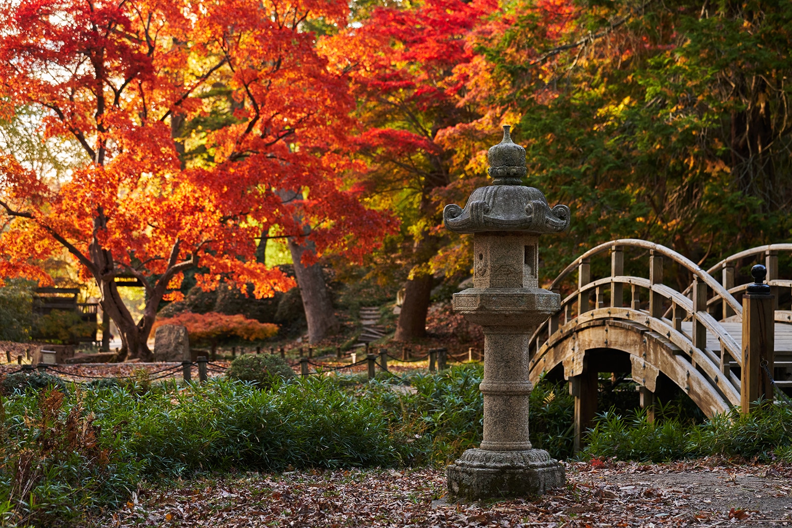 The Japanese Gardens with bright autumn leaves.