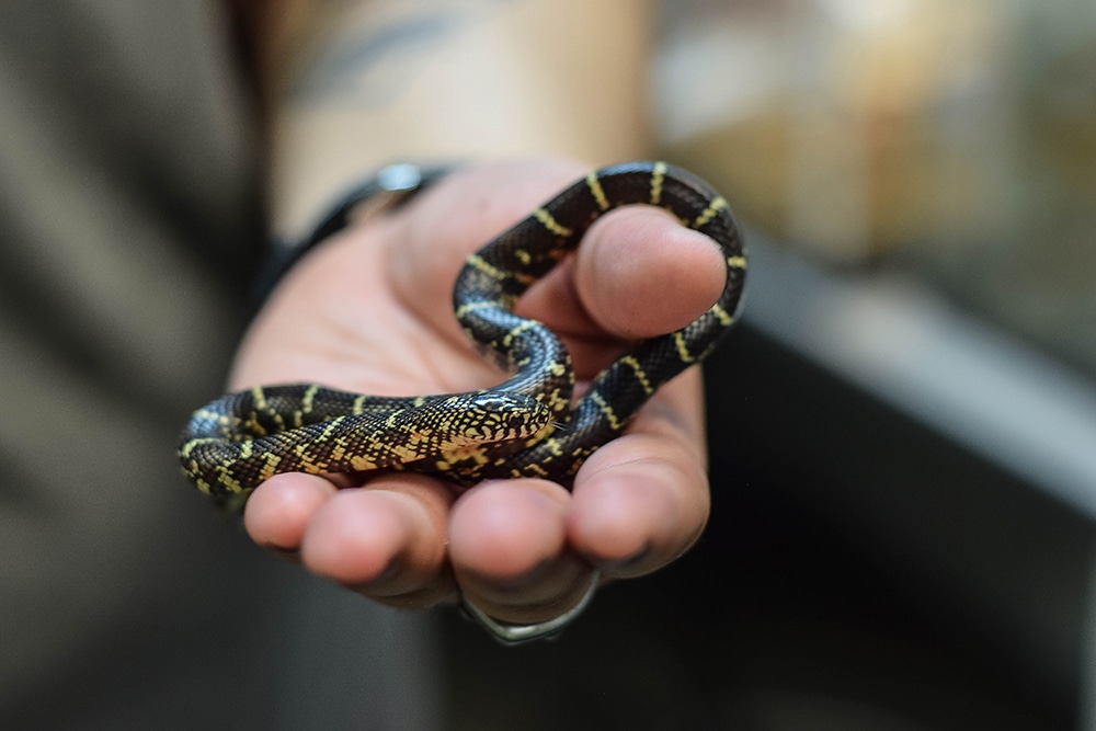 A baby kingsnake in an educator's hand