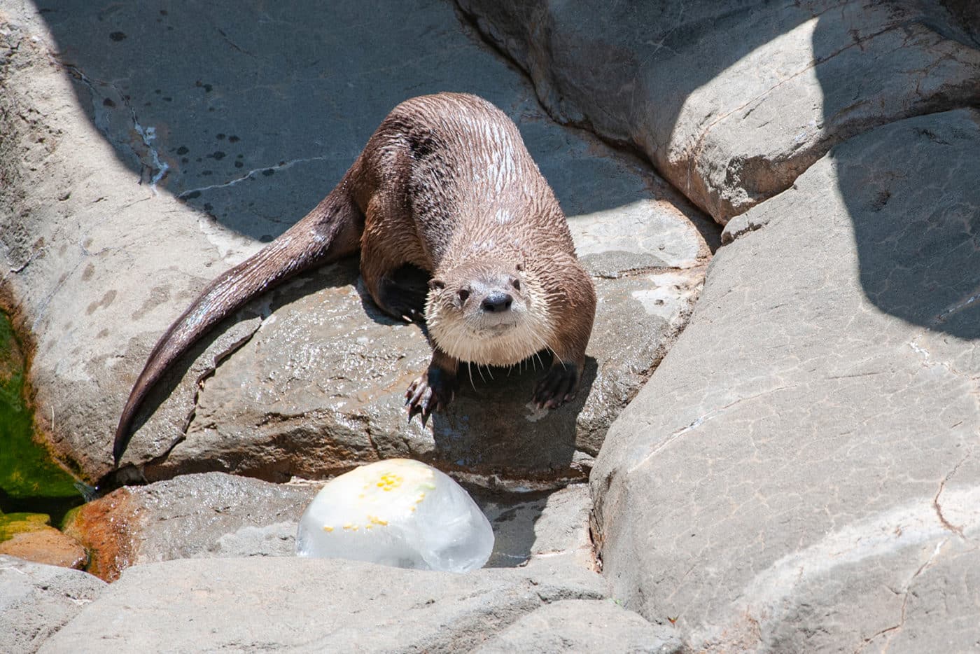 Nutria de río norteamericana