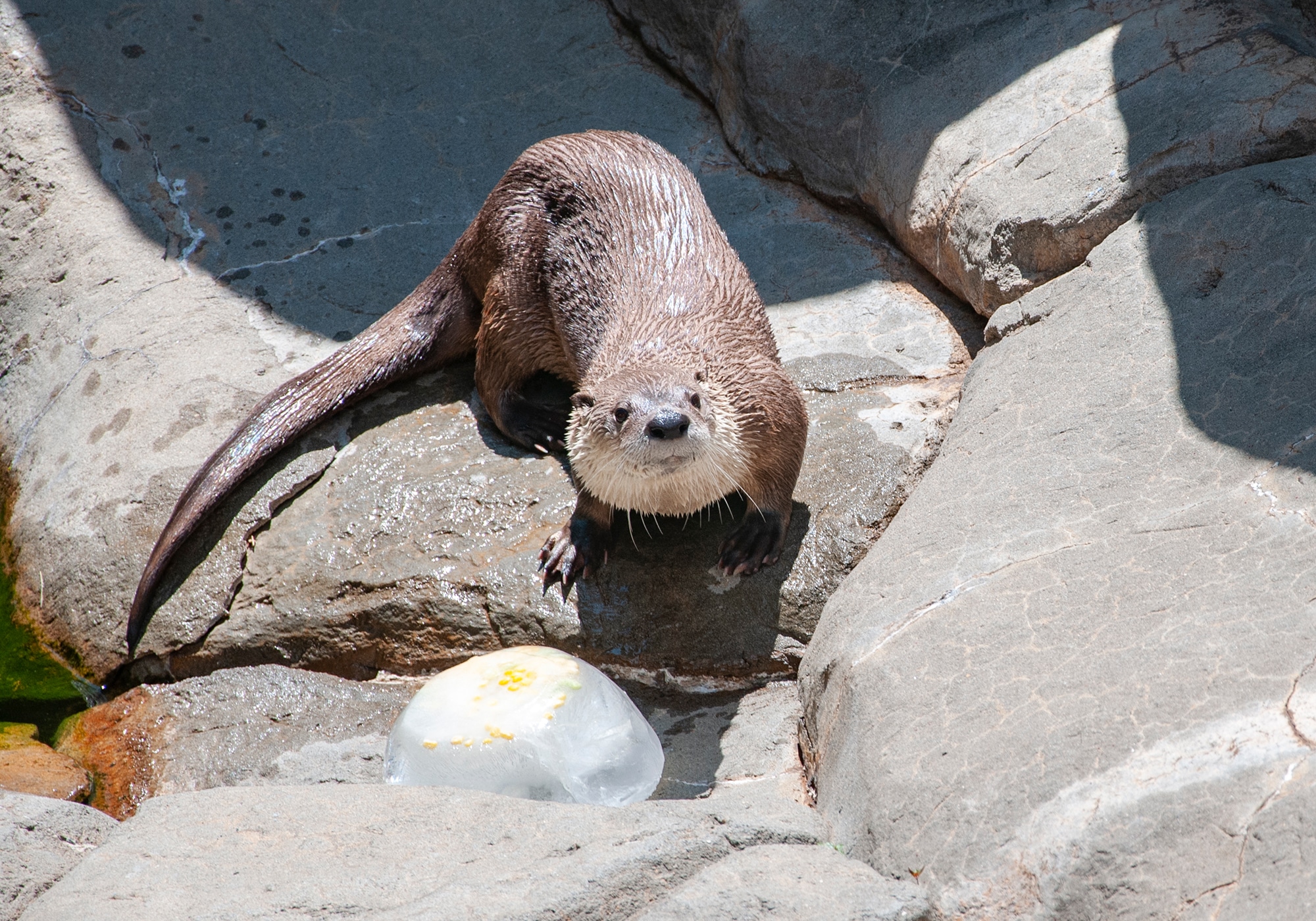 Adoptable Animals: River Otter
