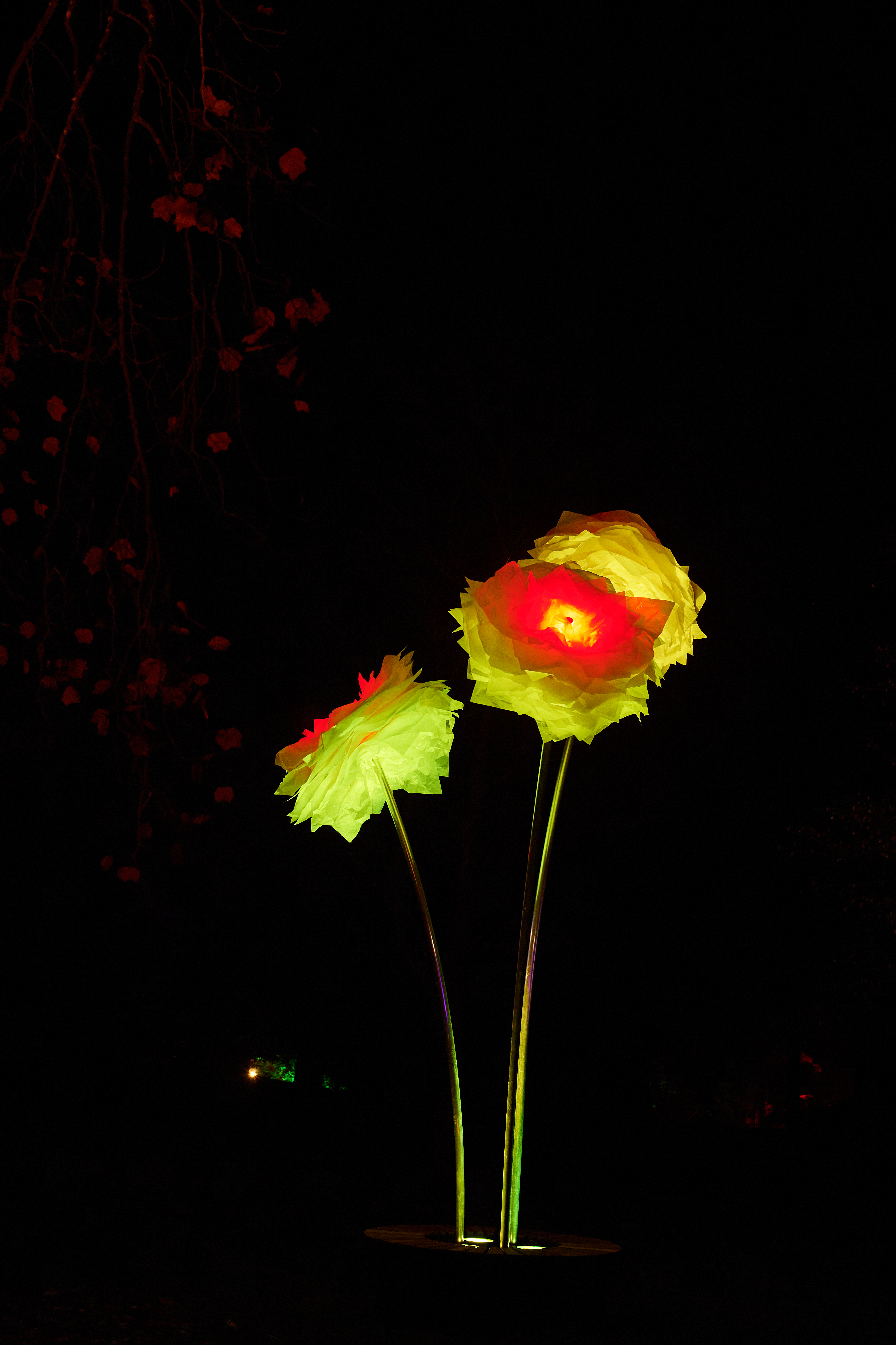 Peonies by TILT, Photo by Geraint Lewis, Courtesy of Culture Creative