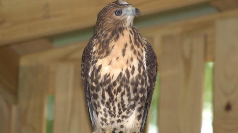 Hawk sits perched in a wooden shed looking at the camera