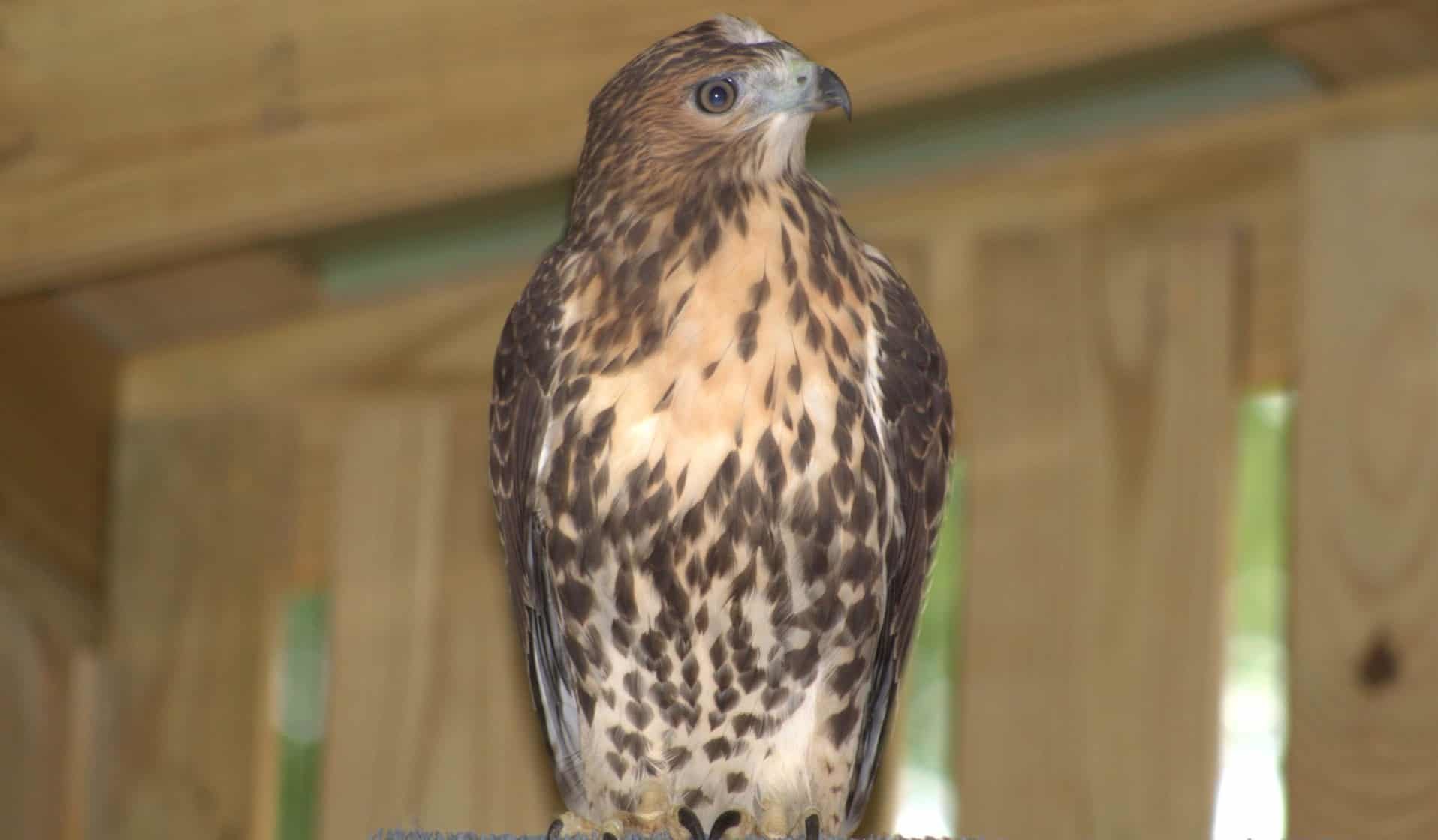 WCV Hawk Release Hawk sits perched in a wooden shed looking at the camera