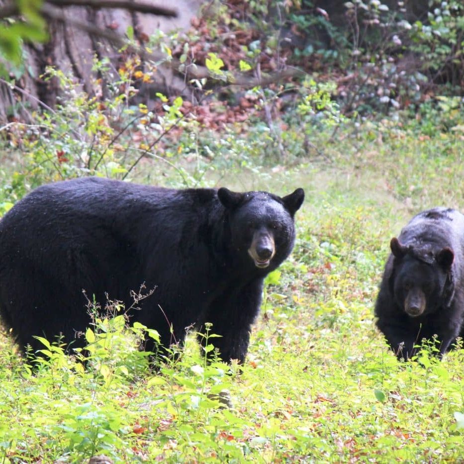 Bears of the wildlife trail