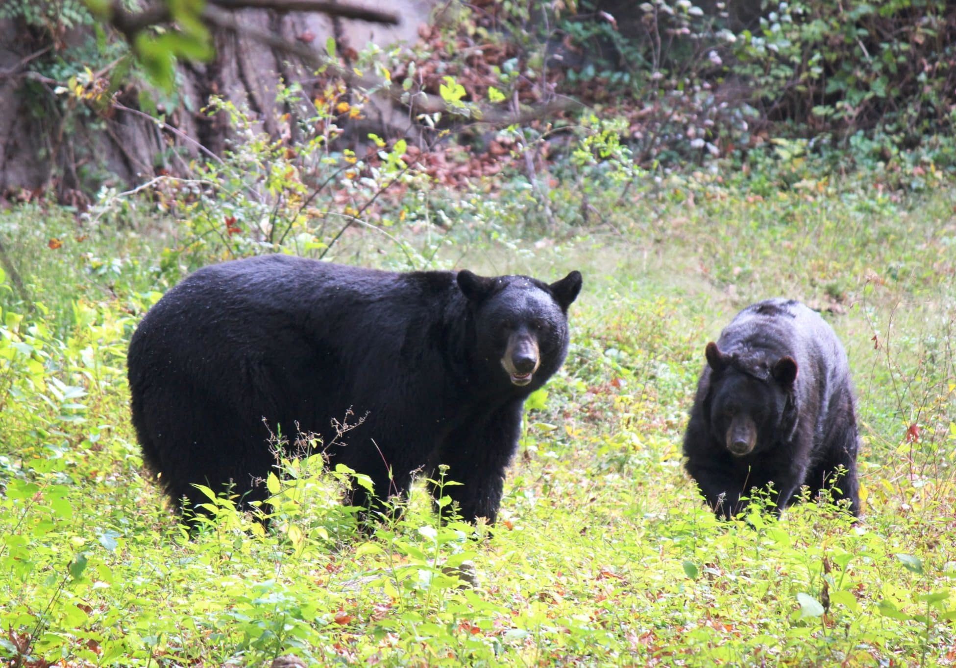 Bears of the wildlife trail