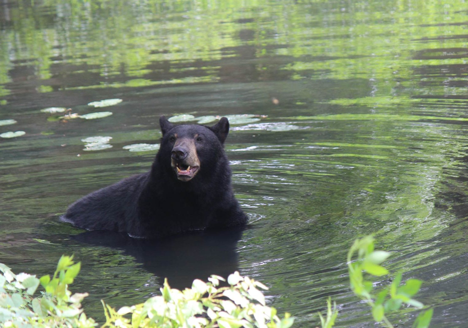 An American Black Bear swimming in their wildlife habitat at Maymont