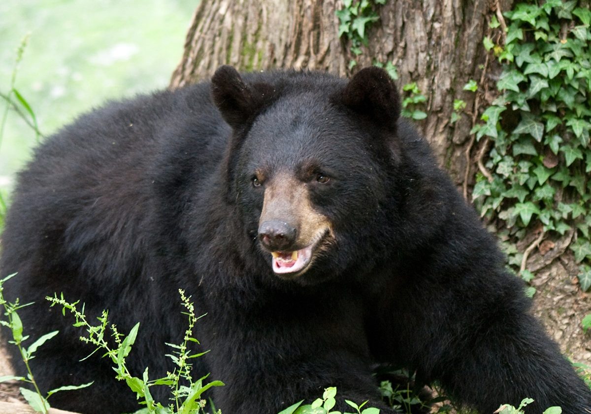 Banner Bear Kelly Armentrout