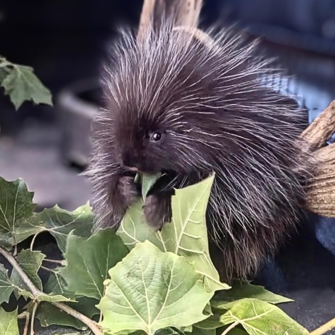 A baby porcupine (porcupettes) is eating leaves inside an enclosure